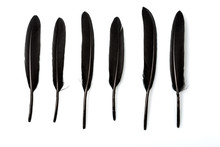 Six Black Feathers On White Background