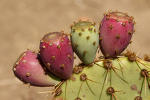 Red And Green Prickly Pear Cactus Fruits