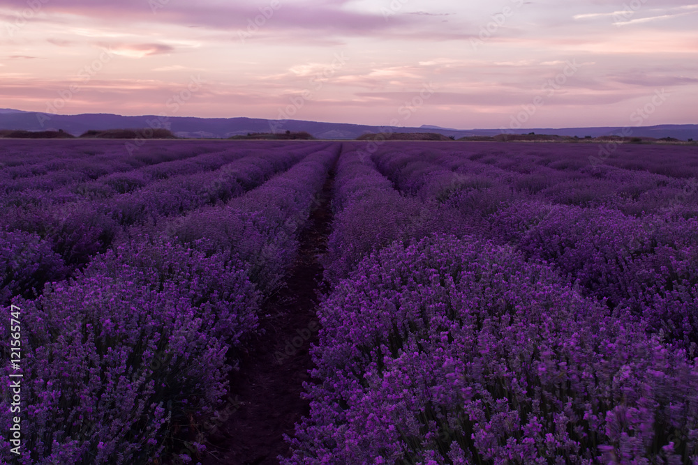 Stock Photo: Lavender fields. Beautiful image of lavender field. Summer sunset landscape, contrasting colors. Dark clouds, dramatic sunset - obrazy, fototapety, plakaty 