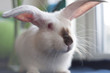 White albino Californian rabbit