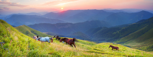 Wall Mural - Horses on the mountain top