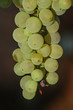 Ugly organically grown grapes. White wine grape on a vine  with unattractive spots