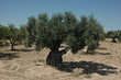Old olive tree in South of Spain 