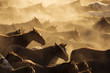 Silhouette of wild horses in sunset
