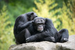 Chimpanzee Pair II