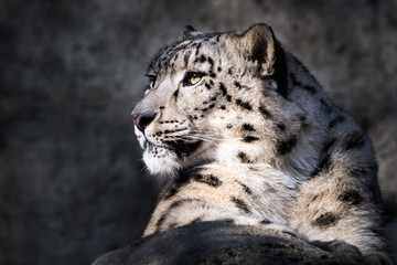 Wall Mural - Snow Leopard XI