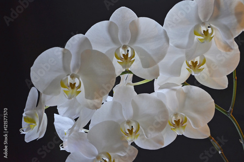 Dekoracja na wymiar  biala-przezroczysta-orchidea-na-czarnym-tle
