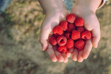 Raspberries In The Hands Of A Child