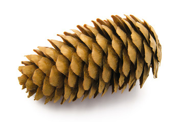 Wall Mural - Christmas Fir cone isolated on a white background.