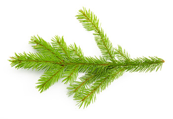 Wall Mural - Pine branch isolated on white background. Top view.