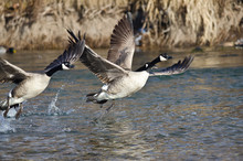 Canada Geese Taking To Flight From The River
