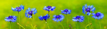 Blue Cornflowers Background.