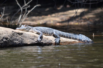 Baby Gator 1