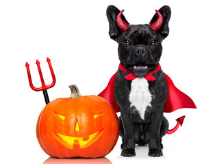 Wall Mural - halloween dog  banner