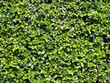 green leaf shrubbery texture background, greenery hedge fence with sunlight