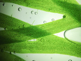 zoom microorganism algae