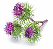 Prickly Heads Of Burdock Flowers On A White Background.
