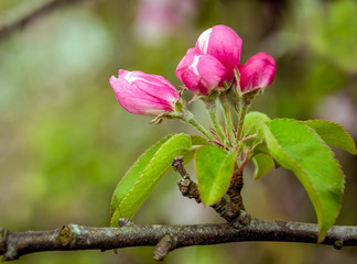 Canvas Print - Red budding wild apple tree from close