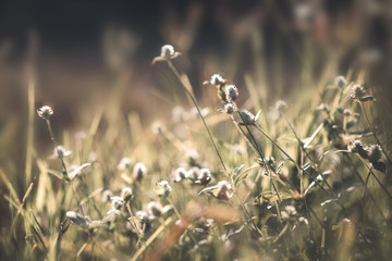 Wall Mural - vintage nature background. close up shot of wild flower in field