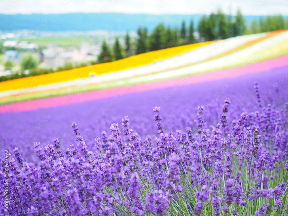 富良野ラベンダー畑 Stock Photo | Adobe Stock