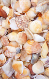 Fototapeta Łazienka - Seashell background, lots of different seashells piled together