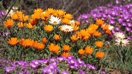 Poster - Brightly colored wild flowers waving in the wind, Namaqualand, Northern Cape, South Africa