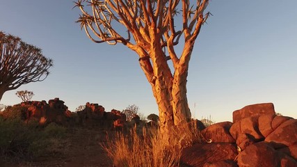 Wall Mural - Close-up, tilting view of large a quiver tree (Aloe dichotoma) at sunset, Namibia, southern Africa