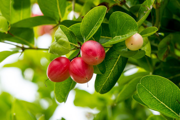 Wall Mural - Karonda Fruit in the garden