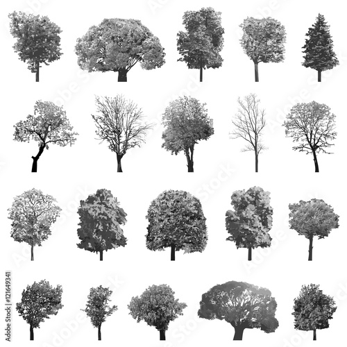 Fotografía vector set of isolated trees in grey scales
