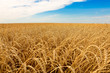 The barley field at St-Lazarre-de-Bellechasse