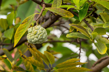 custard apple 