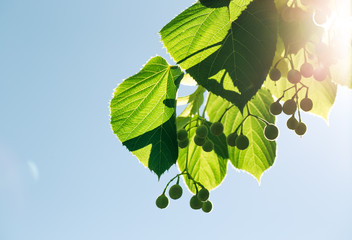 Horse Chestnut tree leaves with blue sky background and ray of s