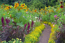 Pathway Through Colorful Sunflower Garden