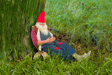 Forest Gnome Sleeping