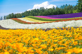 Fototapeta Miasto - Colorful Tomita farm in the summer of Hokkaido with blurred of foreground flowers