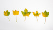 Jesienne żółte liście tło panoramiczne