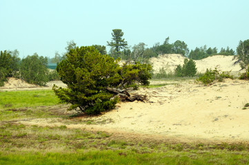 Wall Mural - dwarf cedar in the sandy dunes on the shore of Lake Baikal. the sky is the smoke from fires in the taiga. Photo toned