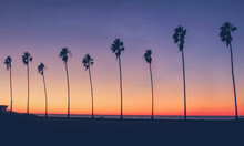 Vintage California Beach Photo - Row Of Palm Trees Silhouettes During A Colorful Sunset At The Beach In California 