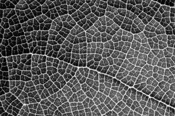  Details of a leaf with macro photography in black and white.