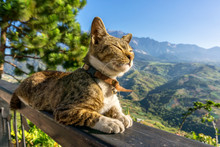 Cat Sitting And Closes Eyes, Sunbathing With View Of Mountain An