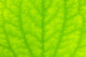 Leaf texture or leaf background for design. Abstract green leaf.