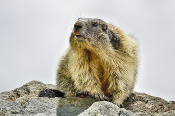 Wall Mural - Alpine marmot