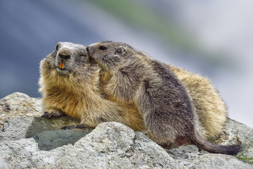 Wall Mural - Alpine marmot