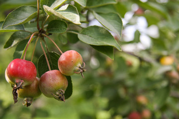 Wild apples getting ripe  2