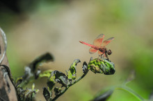 Copera Marginepes Dragonfly Perch On A Leaves And Blurry Backgro