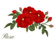 Rose on  white background,Beautiful rose isolated on white. Red rose. Perfect for background greeting cards and invitations of the wedding, birthday, Valentine's Day, Mother's Day.