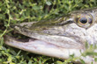 Esox lucius - pike fish close up in green grass