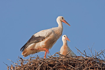 Young white storks on the nest (Ciconia ciconia)