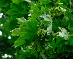 Wall Mural - green leaves of a tree in spring