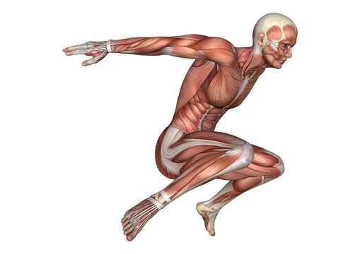 3D Rendering Male Anatomy Figure on White